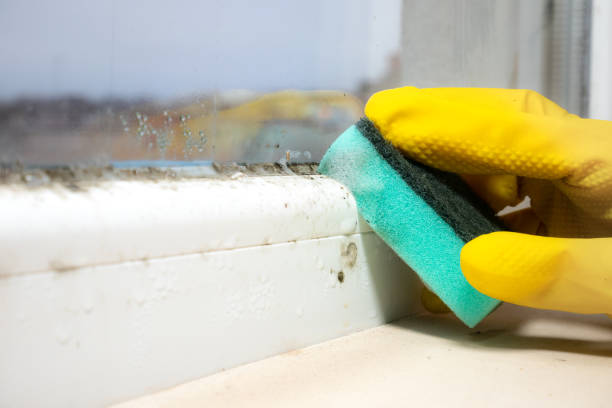 Best White Mold Remediation in Lowellville, OH