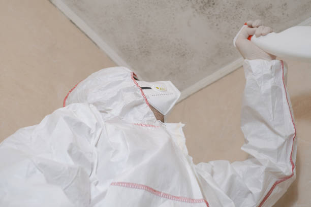 Best DIY Mold Remediation Support Services in Lowellville, OH