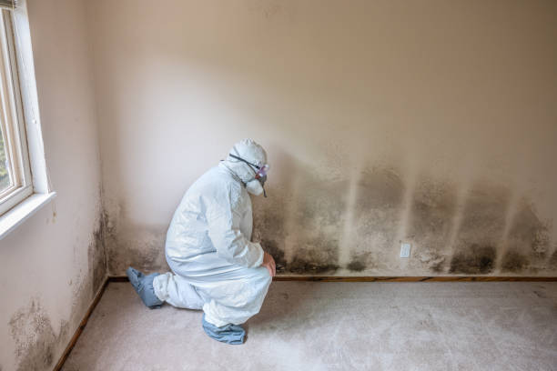 Best Emergency Mold Remediation in Lowellville, OH